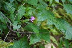 Barleria montana